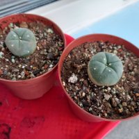 Lophophora williamsii - семена, снимка 1 - Градински цветя и растения - 37860708