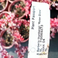 Берберис Розов блясък, Berberis thunbergii 'Rose Glow', студоустойчив!!, снимка 3 - Градински цветя и растения - 42722622