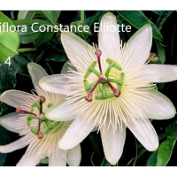 Пасифлора - Passiflora   Налични 4 вида , снимка 4 - Стайни растения - 27899465