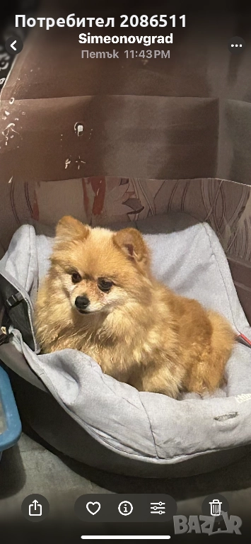 Померан мини шпиц, снимка 1