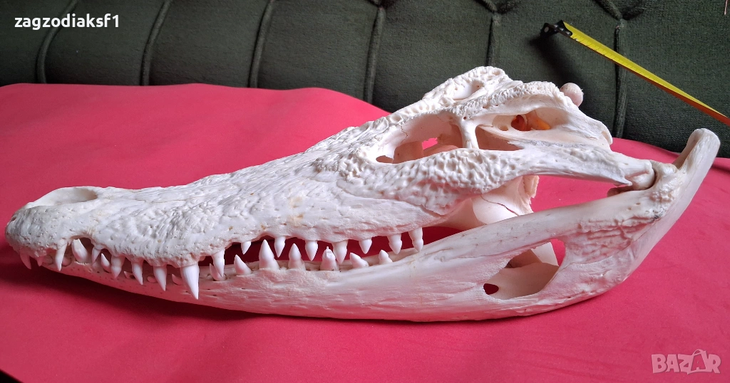 Челюст от Крокодил, снимка 1