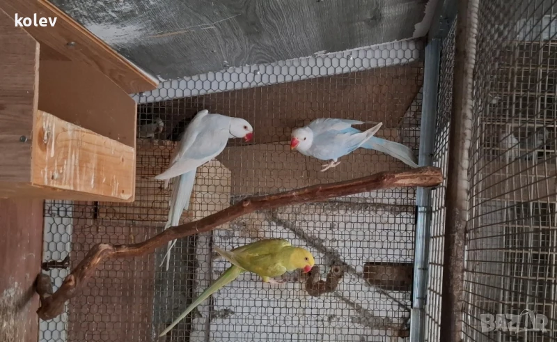 Папагал Малък Александър /женска 2г., снимка 1