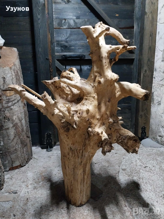 Декорация -корен от дъб, снимка 1