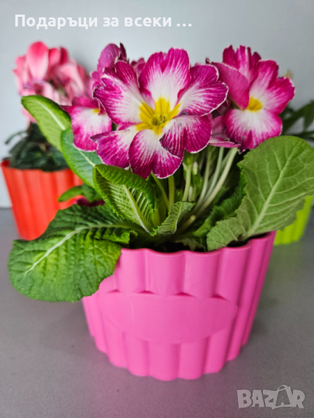 10 броя цветни кашпи само за 9.90!! Цветни кашпи  за цветя, орхидеи, снимка 1