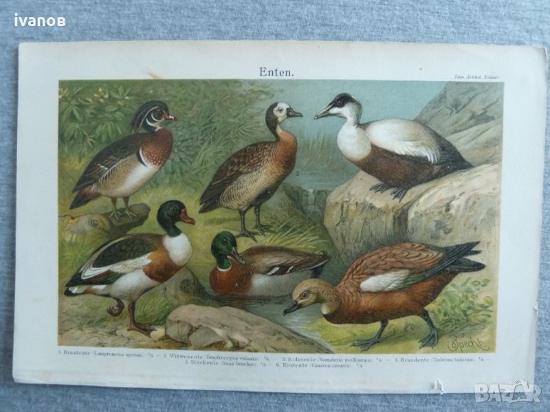 стара цветна литография  , снимка 1