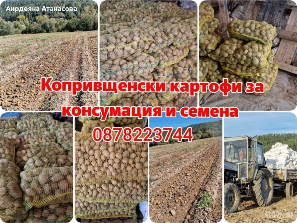 Копривщенски картофи, сортове: Джили, Сорая, снимка 1