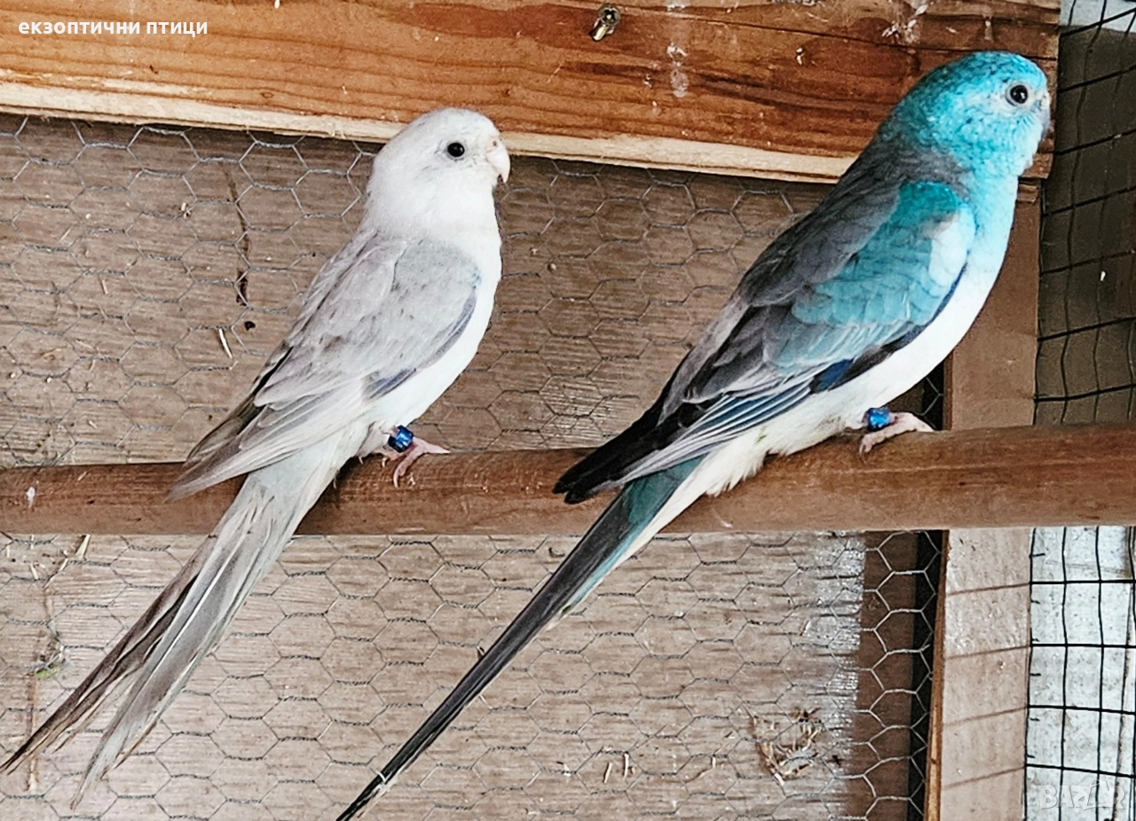 Продавам двойка Пойни , снимка 1