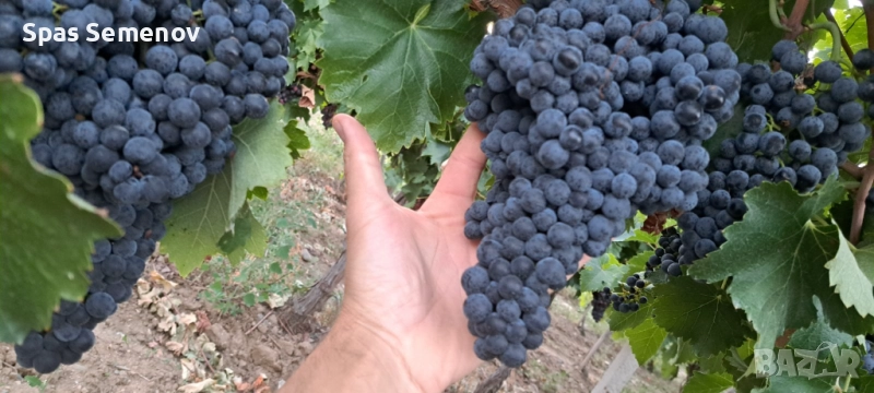Грозде, снимка 1