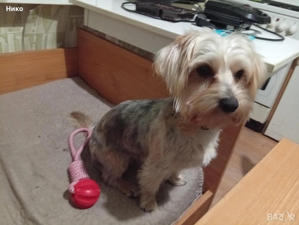 Мъжко йорки мерле, снимка 1