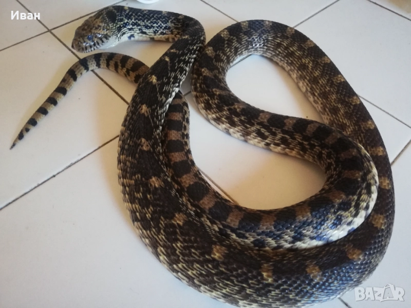 Змия смок Бул снейк Pituophis Catenifer, снимка 1