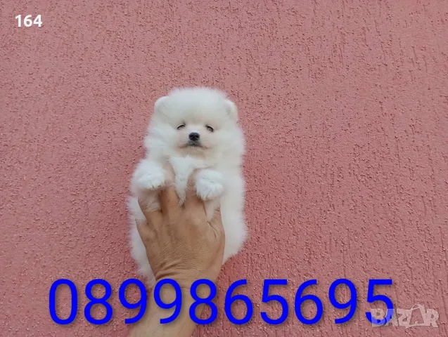 Померани. Мъжки и женски., снимка 10 - Померан - 55984407