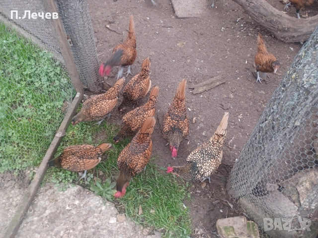 Зибрайт , снимка 10 - други­ - 51337633