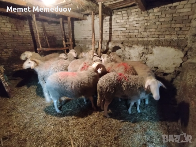 Продавам 25бр Мъжки агнета за клане за Байрама ако някой се интересува дами се обади