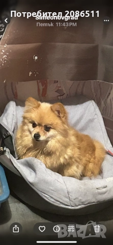 Померан мини шпиц