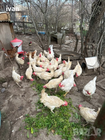 Домашни яйца , снимка 3 - Кокошки и пуйки - 50113948