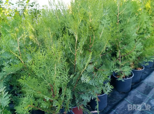 Източна туя (Thuja orientalis), снимка 1