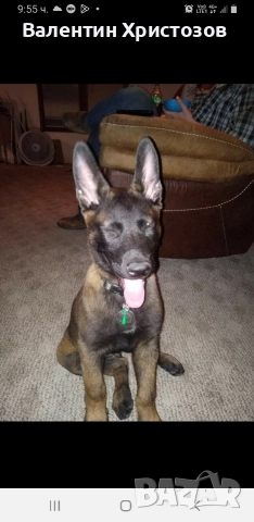 белгийска овчарка малиноа хердер , снимка 8 - Белгийска овчарка - 52656108