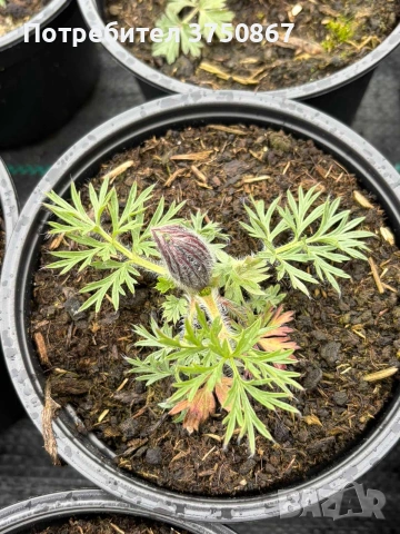 🌸 🌿 Pulsatilla vulgaris ‘Blaue Glocke’ (Съсънка), снимка 4 - Градински цветя и растения - 53971512
