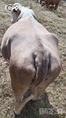 Продавам заплодена крава месодайна цена 2200 лв , снимка 6 - Крави - 52624936