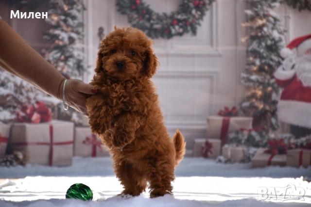 Той пудел (Toy poodle), снимка 4 - Пудели - 52534062