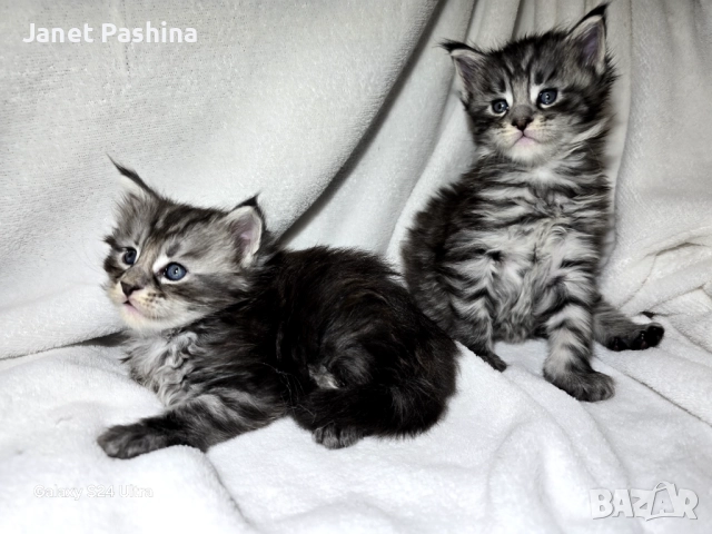 Мейн кун, снимка 3 - Мейн кун - 52322892