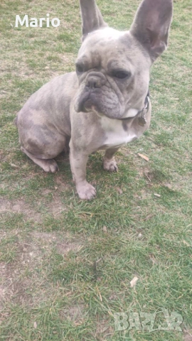 Френски Булдог, снимка 9 - Френски булдог - 53883096
