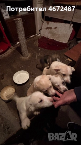 Подаряват се кученца, снимка 11 - Други - 52700983