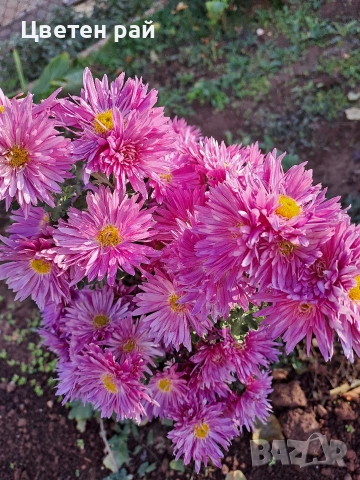 Разсад хризантеми , снимка 9 - Градински цветя и растения - 54010299