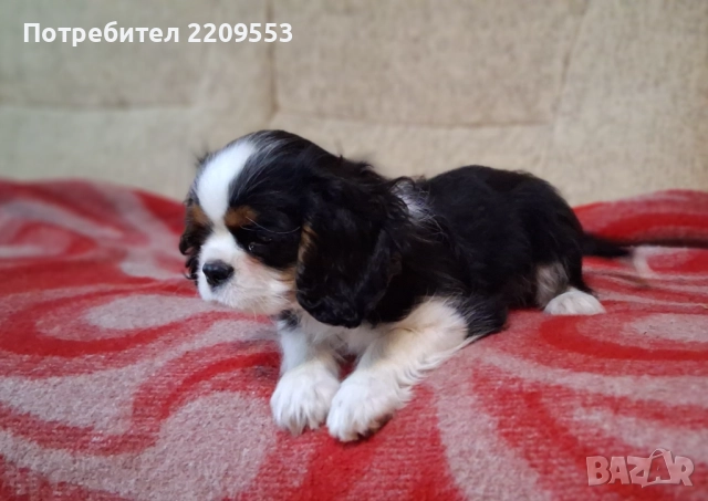 Кавалер Кинг Чарлз Шпаньол FCI, снимка 7 - Кавалер кинг чарлз шпаньол - 52619347