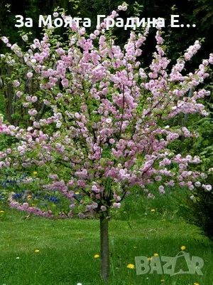 Бадем студоустойчив , снимка 5 - Градински цветя и растения - 49425555
