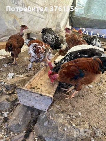 млади ярки и петлета, снимка 5 - Кокошки и пуйки - 51394383