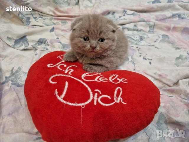 Шотландски клепоухи котета 