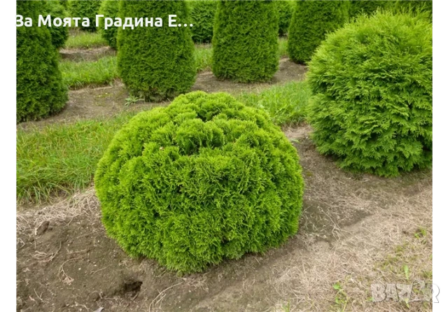 Кълбовидна Туя - Западна Даника, снимка 6 - Градински цветя и растения - 54020326