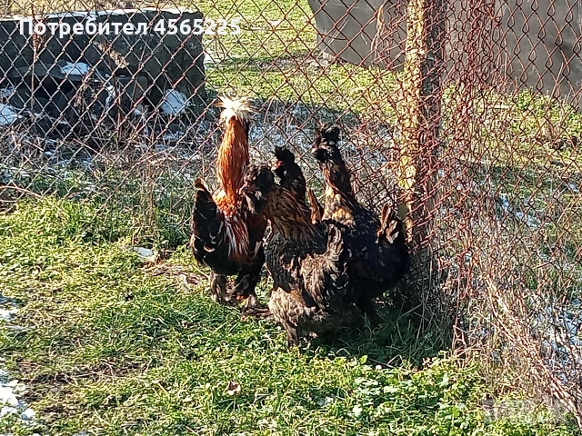 Яйца, снимка 3 - други­ - 53085148