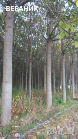 Пауловния трупи, снимка 6 - Строителни материали - 52405145