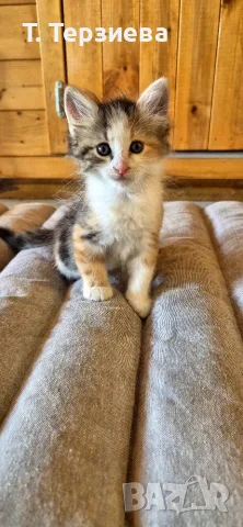 Продавам сибирски котенца , снимка 9 - Сибирски - 55796472