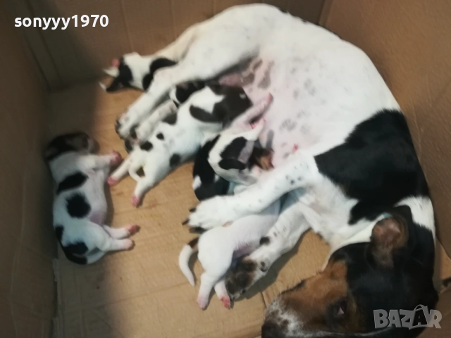 ДЖАК РЪСЕЛ 1808251737, снимка 15 - Джак ръсел териер - 51407475