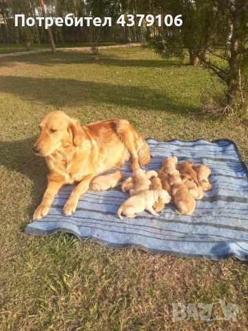 Голдън ретривър  момченце родословен баща, снимка 6 - Голдън ретривър - 53006041