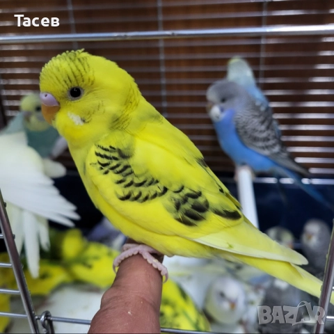 Вълнисти папагали