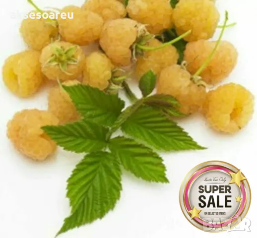 20 качествени Семена от Британска Есенна Златна Малина Златни наситени Сладки Малини плодове , снимка 2 - Сортови семена и луковици - 50222806