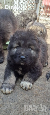 Кавказки овчарки 