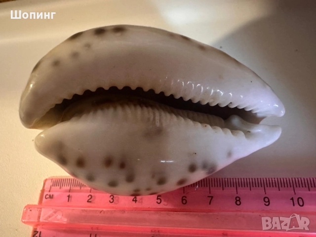Морска раковина Тигрова Ципрея, снимка 10 - Декорация за дома - 51440651