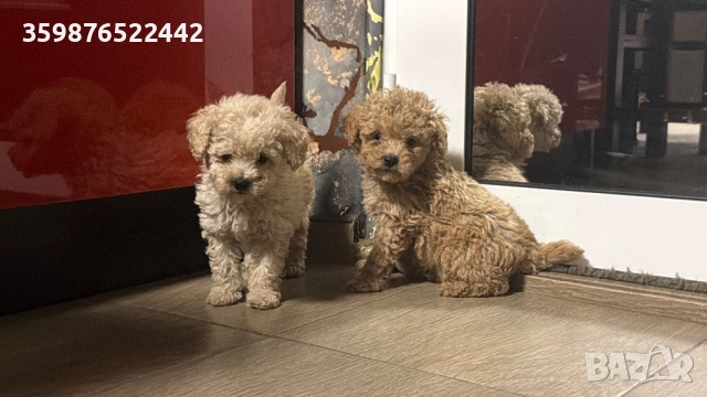 Той пуделчета , снимка 6 - Пудели - 54214398