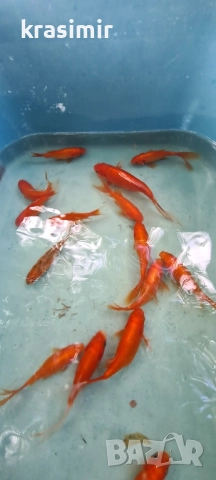 Езерни рибки комети, снимка 14 - Рибки - 51955813