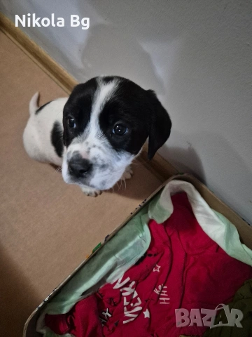 продаваме лабрадор , снимка 18 - Лабрадор ретривър - 53063685