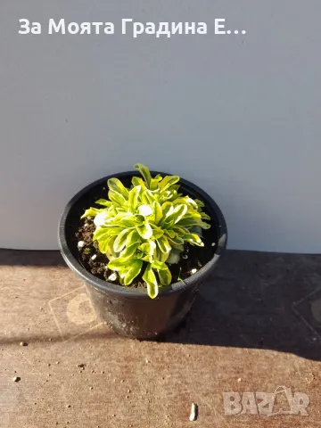 Арабис , снимка 4 - Градински цветя и растения - 49425386