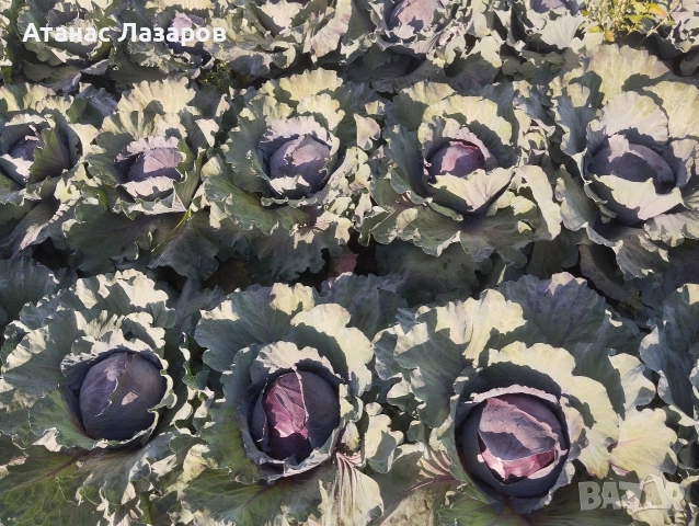 Продавам ЧЕРВЕНО ЗЕЛЕ на едро., снимка 7 - Разсади - 52816551