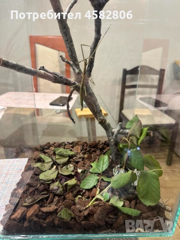 Терариум с Анамска Пръчица , снимка 3 - Други - 52314484