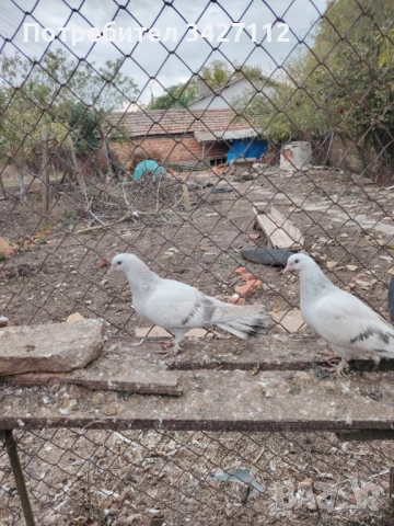 Турски гълъби за игра , снимка 5 - Гълъби - 52381017