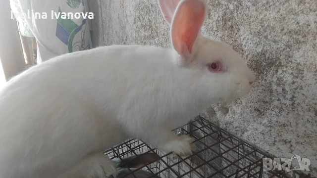 зайци Цика с новозелантски , снимка 4 - Други животни - 54200373